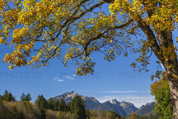 Maple tree in autumn colours in front of mountains, sun, behind Scheinbergspitze, Ammergau Alps, Upper Bavaria, Bavaria, Germany, Europe