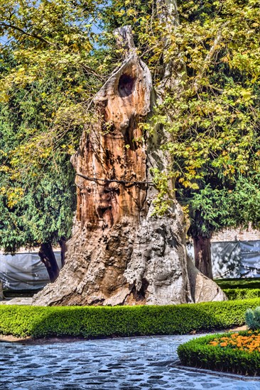 Ancient tree behind hedgerow in public park on sunny day in Istanbul, Turkiye