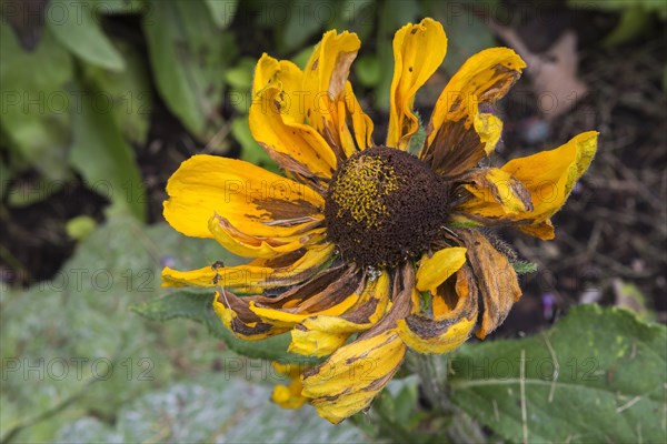 Wilted Coneflower 'Irish Spring' (Rudbeckia hirta) in summer, Quebec, Canada, North America