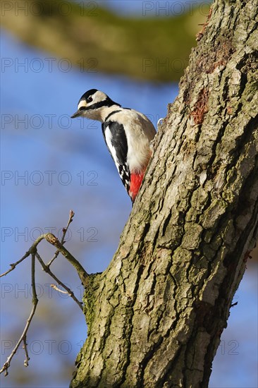 Great spotted woodpecker (Dendrocopos major), male sitting on a branch and looking curiously, Schleswig-Holstein, Germany, Europe