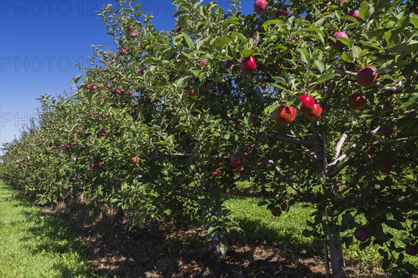 Apple (Malus domestica) orchard with red fruit in late summer, Quebec, Canada, North America