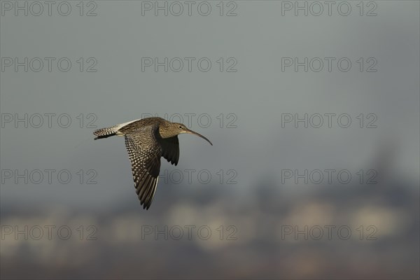 Eurasian curlew (Numenius arquata) adult bird in flight, Kent, England, United Kingdom, Europe