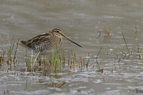 Common snipe (Gallinago gallinago) adult bird standing on the edge of a lake, Suffolk, England, United Kingdom, Europe