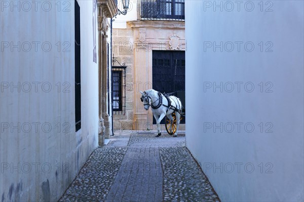 White horse pulling a horse-drawn carriage entering a narrow street in the center of town
