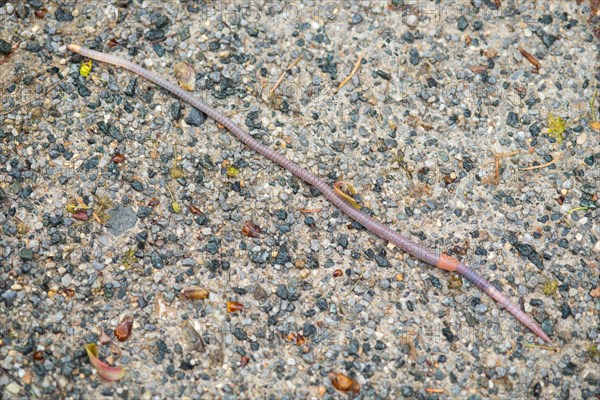 Large field worm (Octolasion lacteum) after rain on gravel surface, close-up, Ilsetal, Eastern Harz, Saxony-Anhalt, Germany, Europe