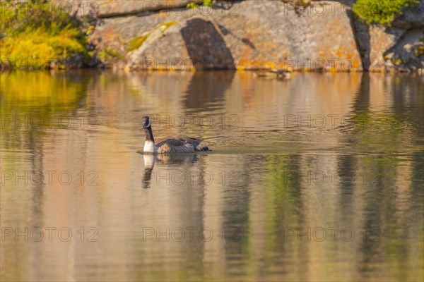 Canada goose (Branta canadensis), nature photograph, Edland, Vestfold, Norway, Europe