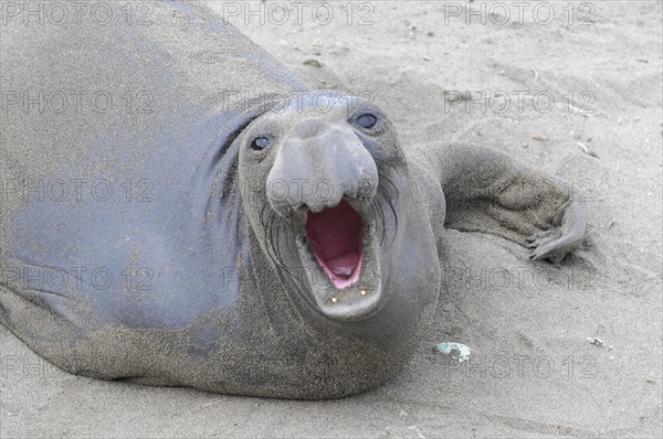 California sea lions, Adult and subadult male California sea lion (Zalophus californianus), Monterey Bay, Pacific Ocean, California, USA, North America