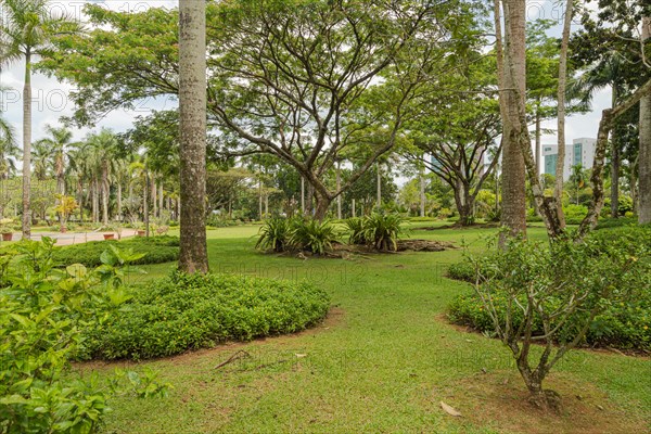 Palm collection in city park in Kuching, Malaysia, tropical garden with large trees and lawns, gardening, landscape design. Daytime with cloudy blue sky, Asia