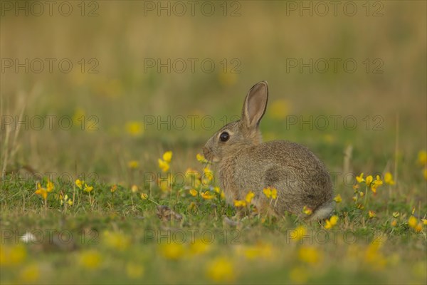 Rabbit (Oryctolagus cuniculus) adult sat amongst flowering Birds foot trefoil flowers, Suffolk, United KIngdom