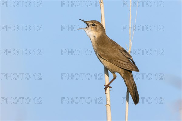 Reed warbler bird