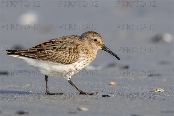 Dunlin