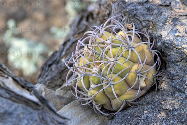 Gymnocalycium pflanzii