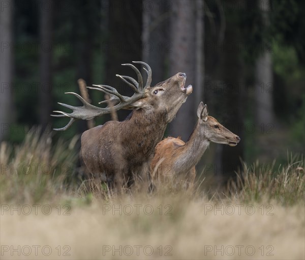 Red deer (Cervus elaphus) and hind, red deer standing on a forest meadow, the deer roars, captive, Germany, Europe