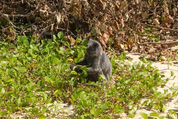 Silvery lutung or silvered leaf langur monkey (Trachypithecus cristatus) feeding in Bako national park on the sand beach. Borneo, Malaysia, Asia