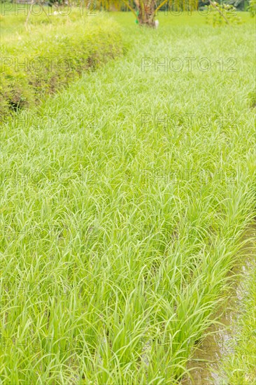 Rice terraces, Campuhan ridge walk, Bali, Indonesia, track on the hill with grass, large trees, jungle and rice fields. Travel, tropical, Ubud, Asia