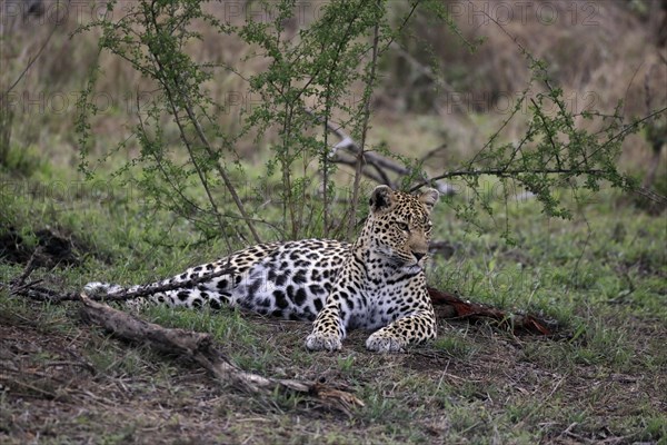 Leopard (Panthera pardus), adult, observed, alert, lying, on ground, Sabi Sand Game Reserve, Kruger NP, Kruger National Park, South Africa, Africa