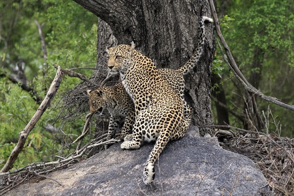 Leopard (Panthera pardus), adult with young, observed, alert, sitting, on rocks, Sabi Sand Game Reserve, Kruger NP, Kruger National Park, South Africa, Africa