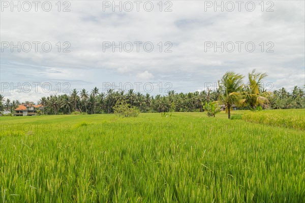Rice fields in countryside, Ubud, Bali, Indonesia, green grass, large trees, jungle and cloudy sky. Travel, tropical, agriculture, Asia