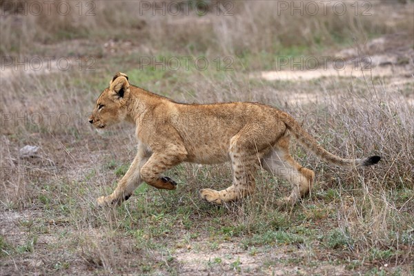 Lion (Panthera leo), young, stalking, running, alert, Sabi Sand Game Reserve, Kruger National Park, Kruger National Park, South Africa, Africa