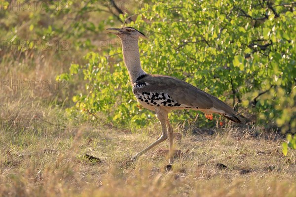 Kori bustard (Ardeotis kori), adult, foraging, vigilant, Kruger National Park, Kruger National Park, South Africa, Africa