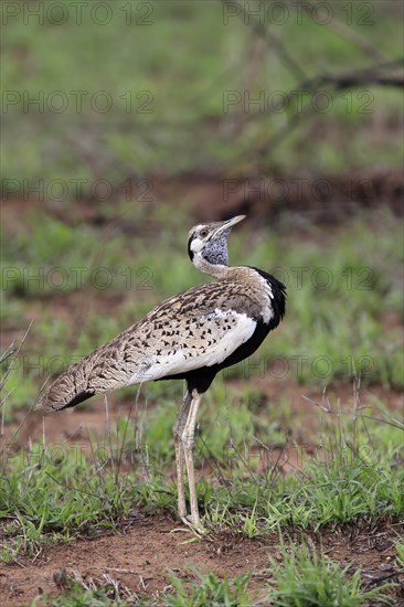 Red-crested Bustard, (Lophotis ruficrista), adult, calling, Kruger National Park, Kruger National Park, South Africa, Africa