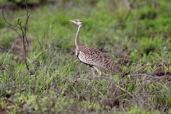 Red-crested Bustard, (Lophotis ruficrista), adult, foraging, vigilant, Kruger National Park, Kruger National Park, South Africa, Africa