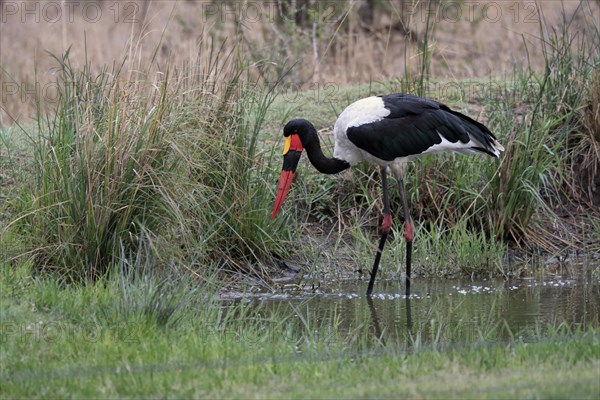 Saddle-billed stork (Ephippiorhynchus senegalensis), adult, foraging, in the water, Sabi Sand Game Reserve, Kruger National Park, Kruger National Park, South Africa, Africa