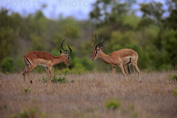 Black Heeler Antelope, (Aepyceros melampus), adult, male, two males, imposing behaviour, Sabi Sand Game Reserve, Kruger National Park, Kruger National Park, South Africa, Africa