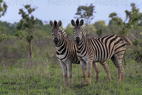 Burchell's zebra (Equus quagga burchelli), adult, two zebras, alert, Kruger National Park, Kruger National Park, South Africa, Africa