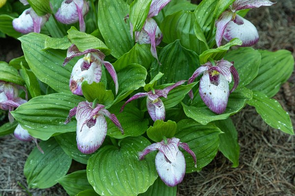 Beautiful orchid flowers of pink color with green leaves in the garden. Lady's-slipper hybrids. Close up