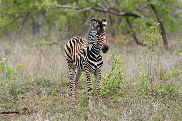 Burchell's zebra (Equus quagga burchelli), young animal, alert, Kruger National Park, Kruger National Park, South Africa, Africa