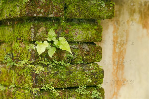 Small plants covering concrete wall. Background, sunny day at tropical park, selective focus, copy space, survival concept