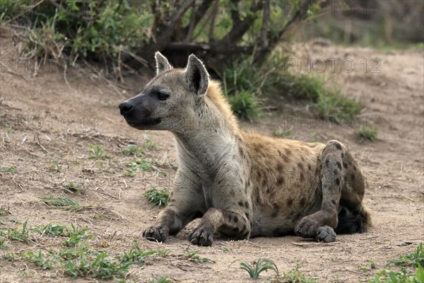 Spotted hyena (Crocuta crocuta), adult, sitting, observed, alert, Sabi Sand Game Reserve, Kruger National Park, Kruger National Park, South Africa, Africa