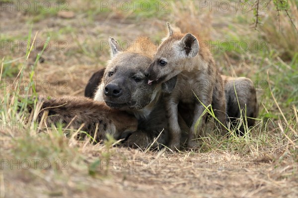 Spotted hyena (Crocuta crocuta), adult, young, mother with young, at the den, social behaviour, Kruger National Park, Kruger National Park, South Africa, Africa