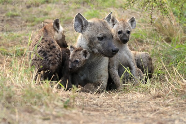 Spotted hyena (Crocuta crocuta), adult, young, mother with young, at the den, social behaviour, Kruger National Park, Kruger National Park, South Africa, Africa