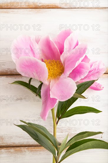 Beautiful peony pink flowers on white wooden background, flat lay, top view, copy space