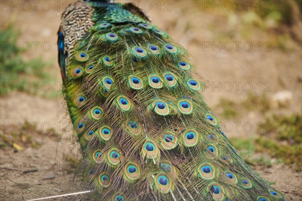 Indian peafowl (Pavo cristatus), feathers, eyes, tail, detail, France, Europe