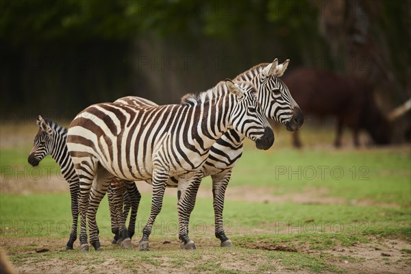 Plains zebra (Equus quagga) mother with foal in the dessert, captive, distribution Africa