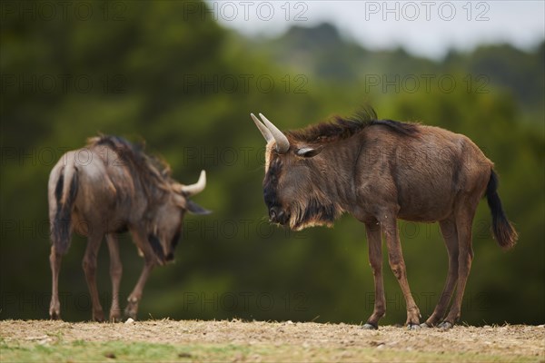 Blue wildebeest (Connochaetes taurinus) in the dessert, captive, distribution Africa