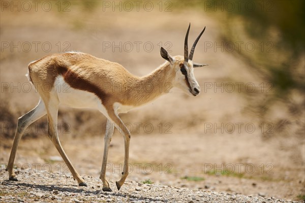 Springbok (Antidorcas marsupialis) in the dessert, captive, distribution Africa