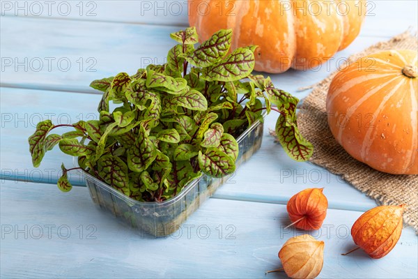 Microgreen sprouts of sorrel with pumpkin on blue wooden background. Side view, close up