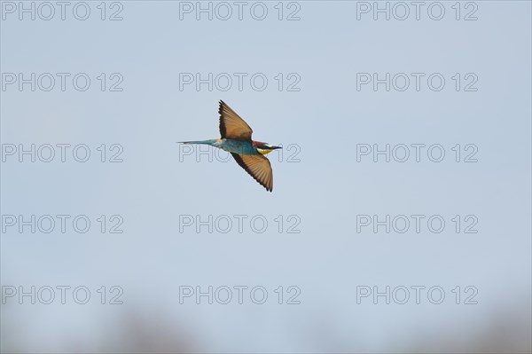 European bee-eater (Merops apiaster) flying in the sky, hunting, France, Europe