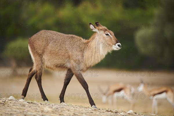 Waterbuck (Kobus defassa) in the dessert, captive, distribution Africa