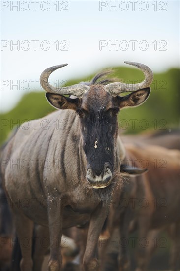 Blue wildebeest (Connochaetes taurinus) in the dessert, captive, distribution Africa