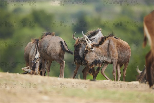 Blue wildebeest (Connochaetes taurinus) in the dessert, captive, distribution Africa