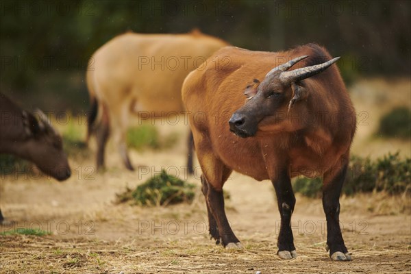 Red buffalo (Syncerus caffer nanus) in the dessert, captive, distribution Africa