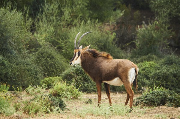 Sable antelope (Hippotragus niger) in the dessert, captive, distribution Africa