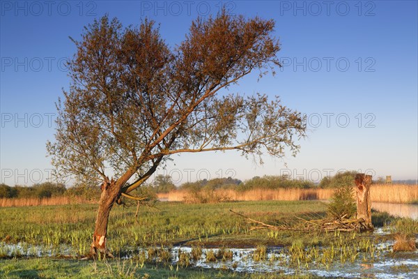 Wetland biotope in the Peene valley, waterlogged meadows, rare habitat for endangered plants and animals, Flusslandschaft Peenetal nature park Park, Mecklenburg-Western Pomerania, Germany, Europe