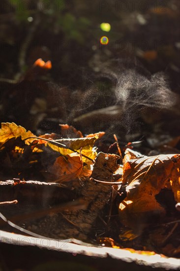 Steaming forest floor, autumn leaves in the sunlight, Neubeuern, Bavaria, Germany, Europe