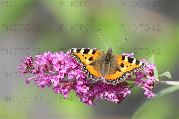 Small tortoiseshell (Aglais urticae), on summer lilac or butterfly-bush (Buddleja davidii), Wilden, North Rhine-Westphalia, Germany, Europe